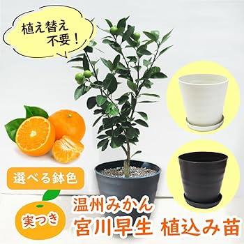 Amazon.co.jp: 【 植え替え不要 】 実つき 温州みかん 「 宮川